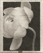 Entourage Block Image